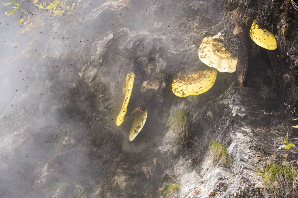 How to Trek Langtang Valley as a Beginner: Complete Step-by-Step Guide 6 mad honey at the mountain cliff