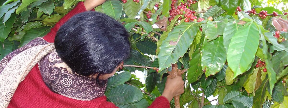 organic coffee in Nepal