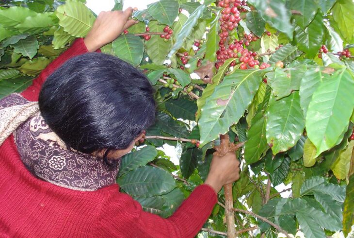organic coffee in Nepal