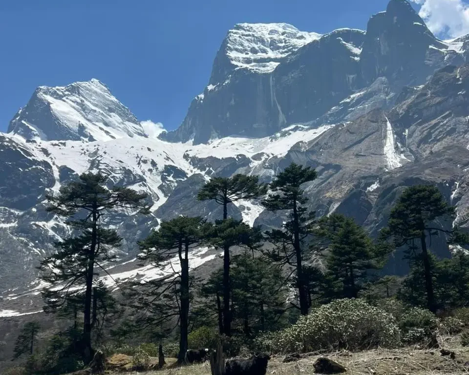 Makalu-Himal-View-Alpine-Pines-Yak-