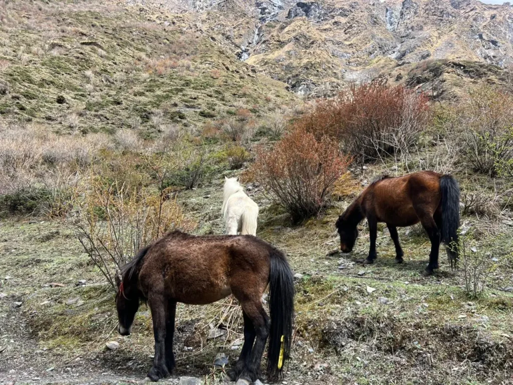 manaslu-tsum-valley-horses-himalayan-trail-nepal