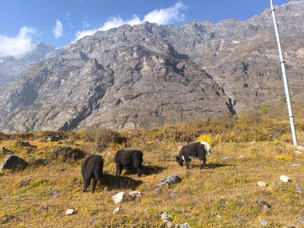 yak in tamang heritage langtang