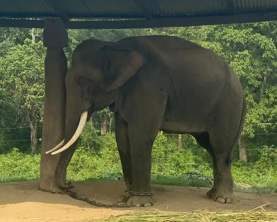 Chitwan_Elephant_View