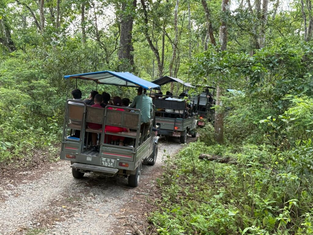 jungle safari