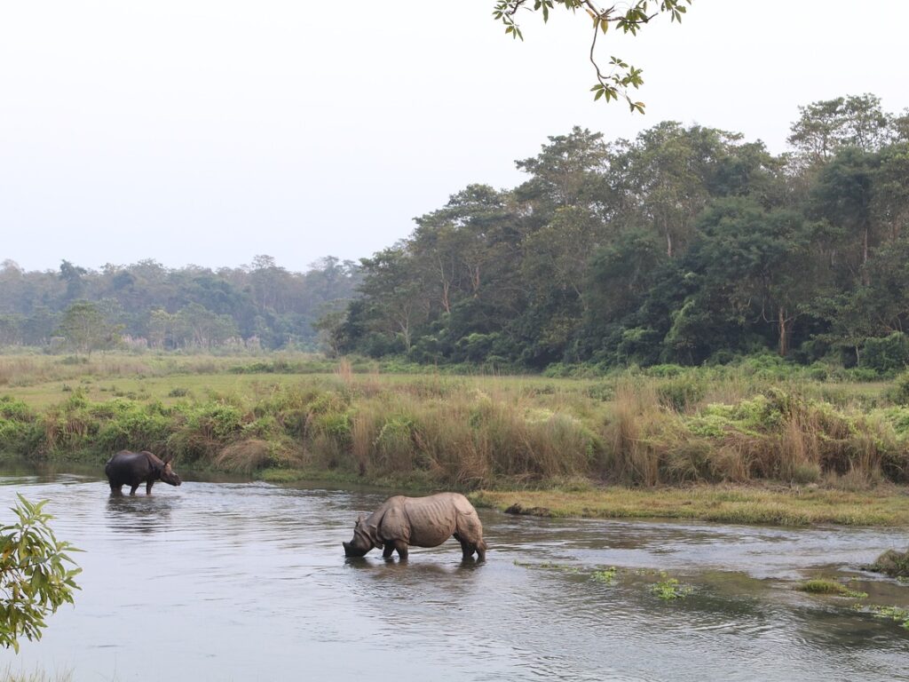 One Horn Rhinoceros in Chitwan National Park