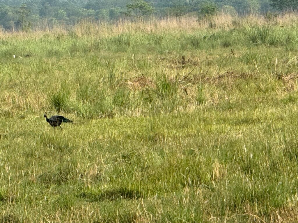 peacock in chitwan jungle
