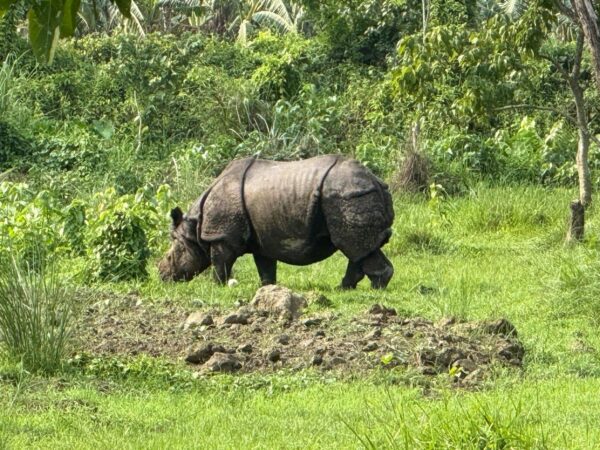 Rhino in Chitwan National Park