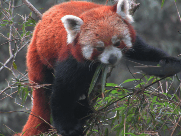 Red Panda Tracking Tour