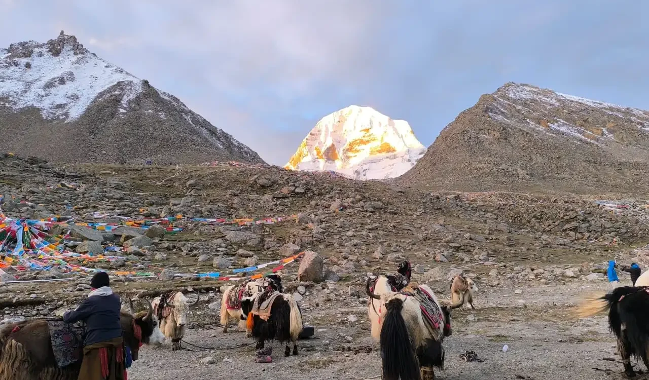 Yaks resting on a rocky trail near Dolma La Pass with colorful prayer flags and Mount Kailash glowing at sunrise in Tibet.
