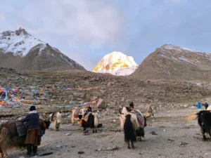 Yaks resting on a rocky trail near Dolma La Pass with colorful prayer flags and Mount Kailash glowing at sunrise in Tibet.