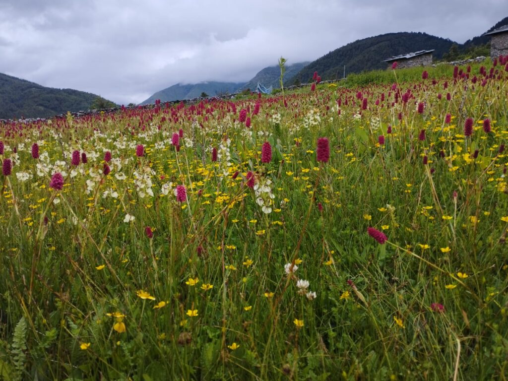 Dhorpatan – Natural Garden