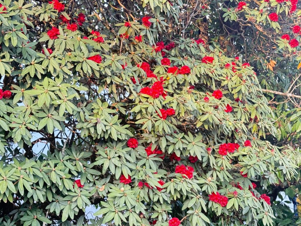 Best Time to Trek Annapurna Base Camp 7 rhododendron flower