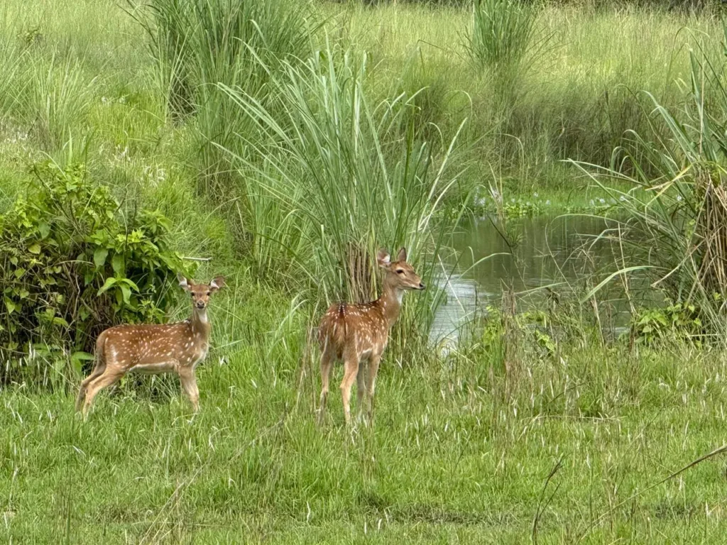 Bardia-National-Park-Spotted-Deer