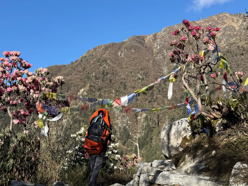 Best Places to See Rhododendron flowers in Nepal in 2026: A Complete Trekking Guide 7 scene of blooming rhododendrons alongside a trekker walking on the Everest trail.