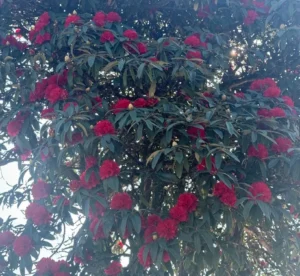 Best Places to See Rhododendron flowers in Nepal in 2026: A Complete Trekking Guide 8 A tall rhododendron tree with dense green leaves and clusters of red rhododendron flowers.