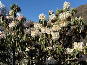 Best Places to See Rhododendron flowers in Nepal in 2026: A Complete Trekking Guide 9 A lush rhododendron plant blooming in the hills, filled with clusters of white and light pink flowers.