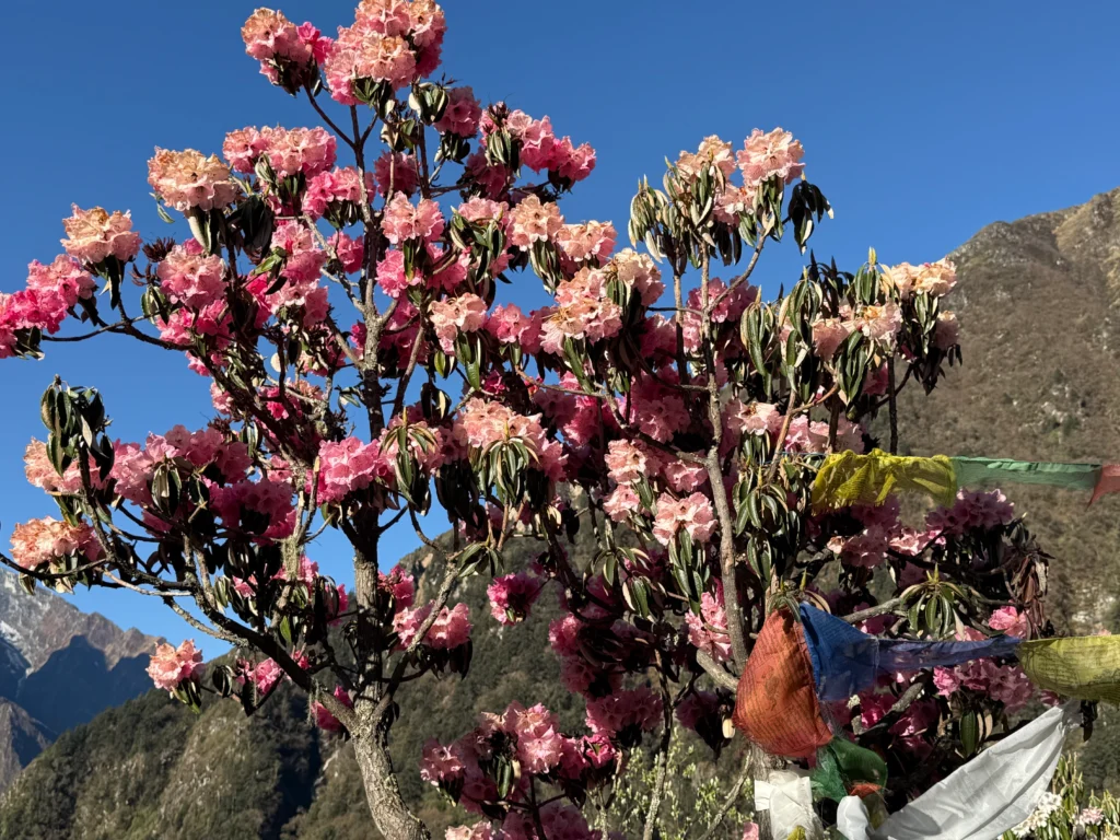 Pink rhododendron flowers blooming in the Himalayan regions of Nepal during the spring season.
