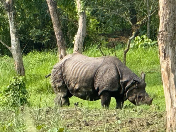 Wild Indian Rhinoceros grazing in the grassland at Chitwan National Park, Nepal.