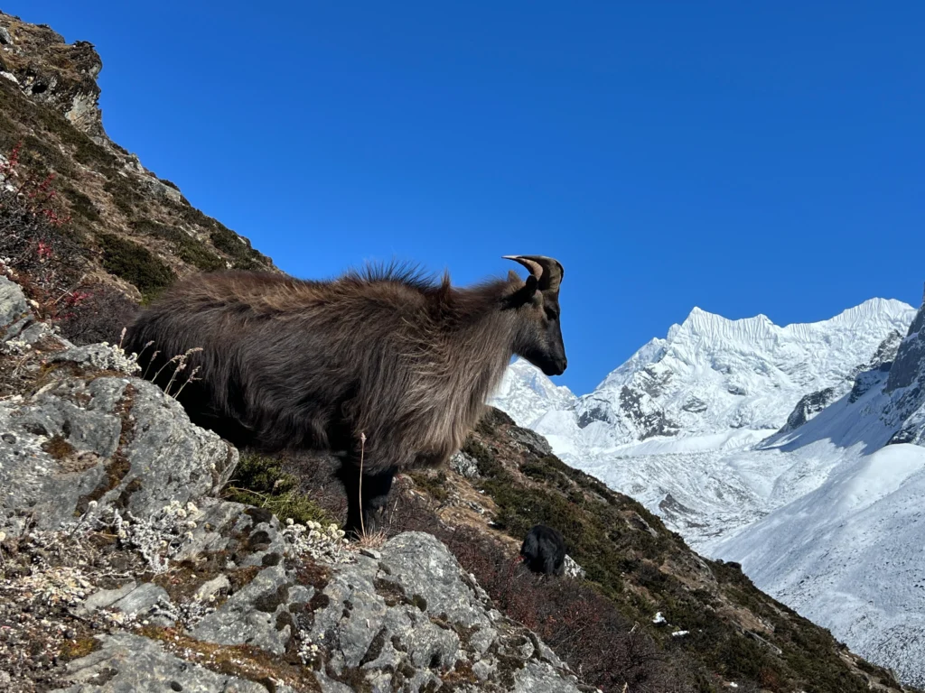 Sagarmatha National Park: A Complete Travel Guide to Nepal's Everest Region 5 Himalayan mountain goat standing on rocky terrain with snow-covered peaks in the background in Nepal